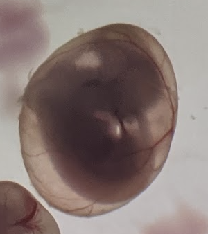 Embryo prepared for a dissection protocol