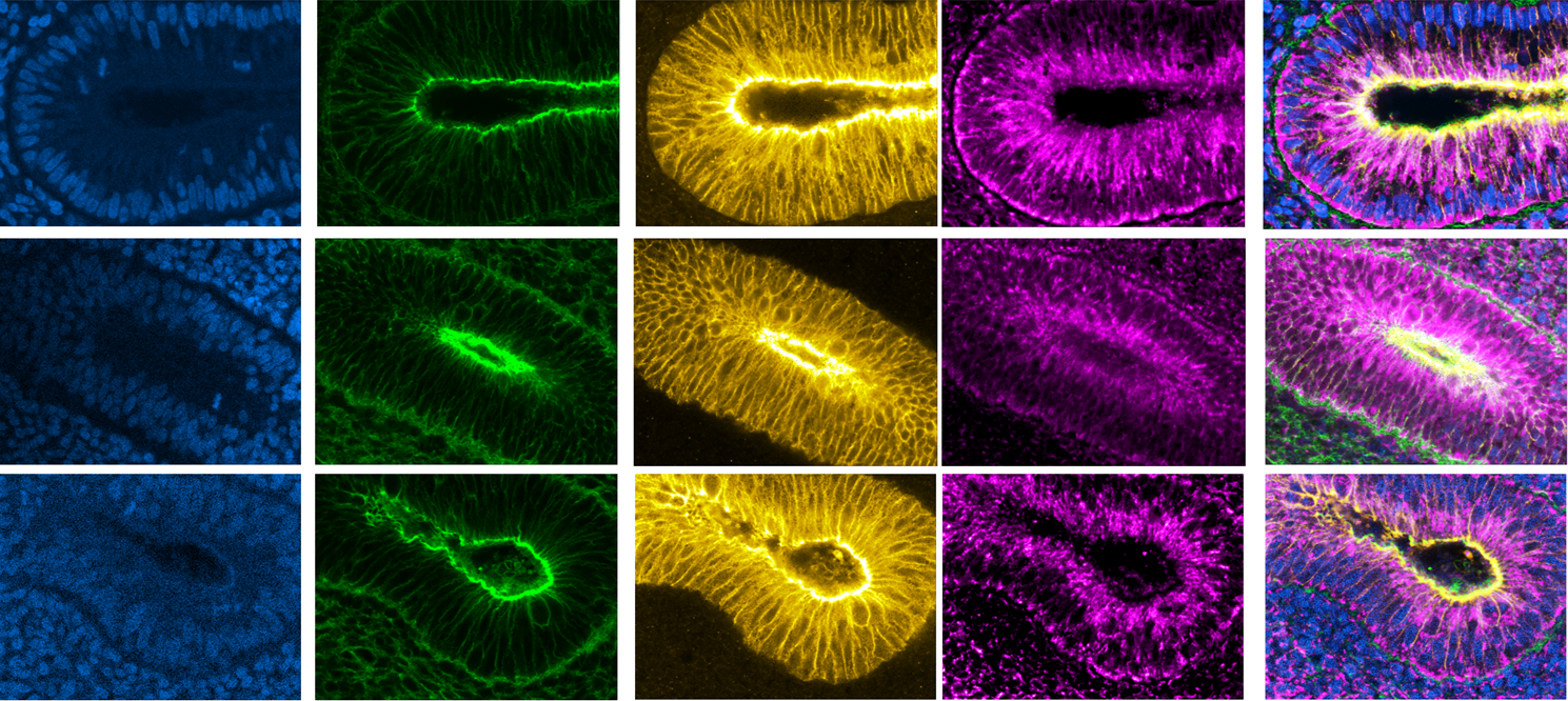 Collage of microscopy images from the Gallery